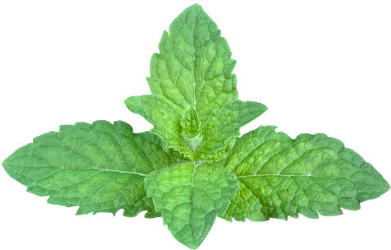 Menthe Mint leaves